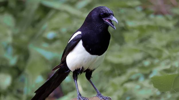 RMF Extra: Ostrzeżenie dla osób mających sroki w ogrodzie. To inteligentne ptaki, ale...