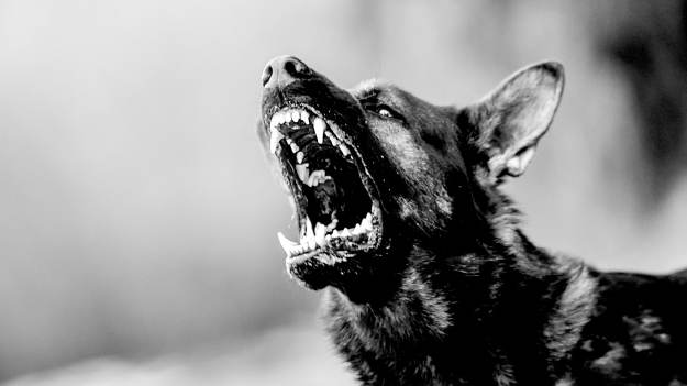 RMF Extra: Kolejna ofiara agresywnych psów. Znaleziono ciało martwego 67-latka