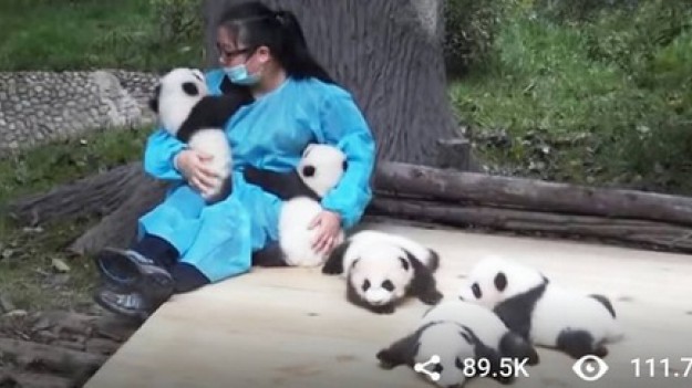 RMF Extra: Najlepsza praca na świecie: Przytulanie pandy!