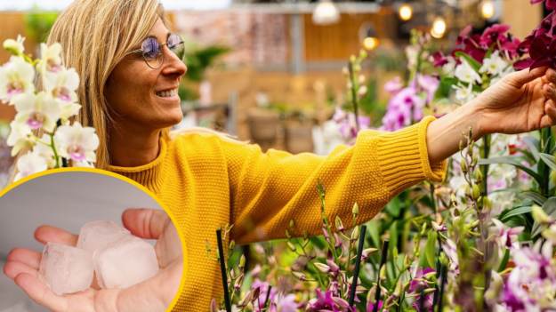 RMF Extra: Wrzucam trzy kostki do doniczki. Storczyk kwitnie jak szalony! Wypuszcza nowe pędy i pąki przez cały rok