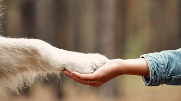 RMF Extra: Wspólny pochówek człowieka ze zwierzęciem. Nowe przepisy już obowiązują 