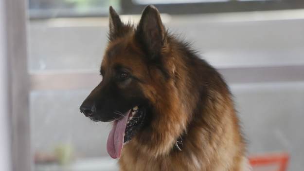 RMF Extra: "Komisarz Alex". Kiedy ostatni odcinek przed wakacjami?