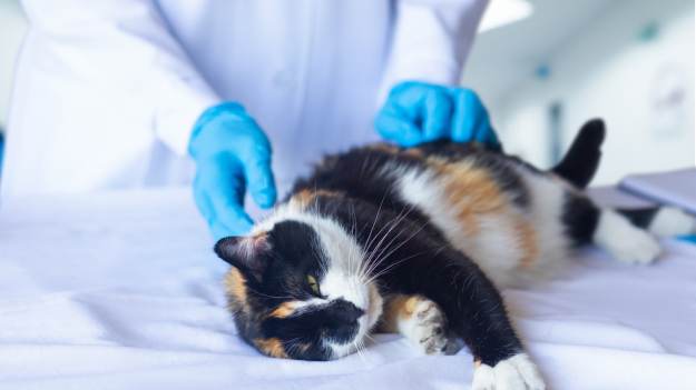 RMF Extra: „To nie jest typowa choroba”. Weterynarze ostrzegają przed wirusem atakującym koty  