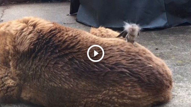 RMF Extra: Dlaczego ten ptaszek skubie labradora? Powód jest zaskakujący!