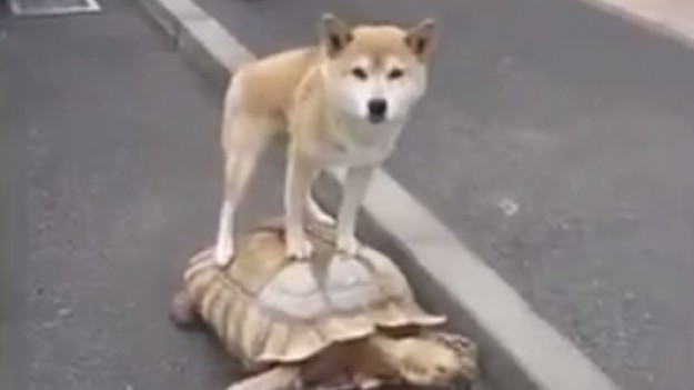 RMF Extra: Nietypowa taksówka 