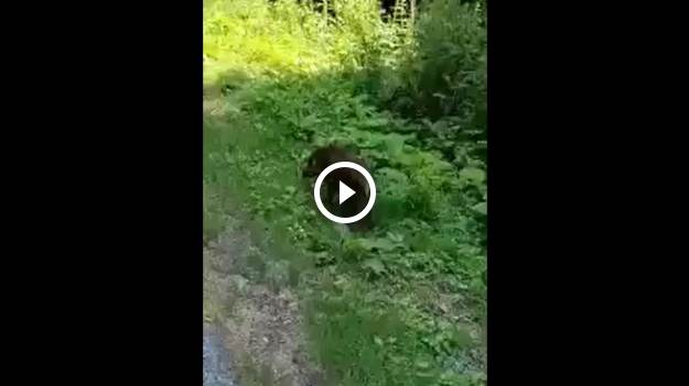 RMF Extra: Dzik udaje martwego przed człowiekiem?! "Zdobywca Oscara" [WIDEO]