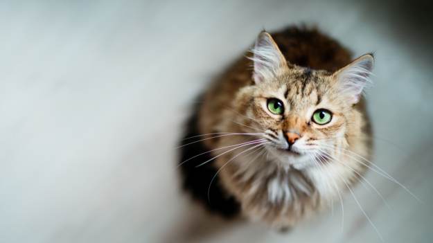 RMF Extra: Twój kot intensywnie się na ciebie patrzy? Oto 4 powody, dlaczego zachowuje się w ten sposób