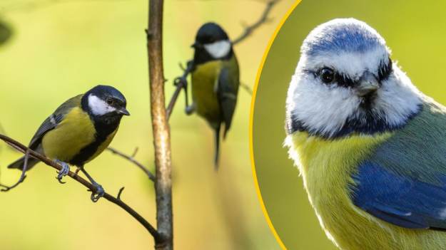 Sikorka pojawia się w ogrodzie? To ważny sygnał...