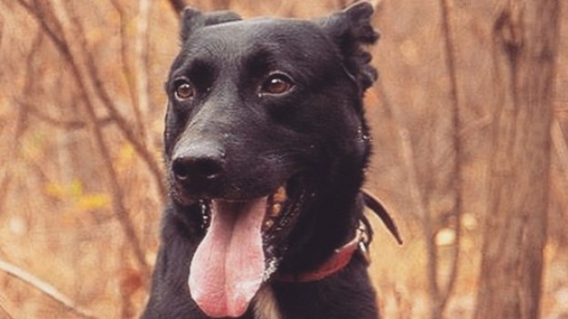 RMF Extra: Internauci wspierają bezdomne zwierzęta w akcji "Gwiazdka dla bezdomniaka"