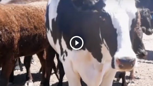 RMF Extra: To największa krowa na świecie? Knicers mierzy 194 cm i waży niemal 1,5 tony