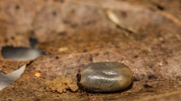 RMF Extra: Tak wygląda gniazdo kleszczy. Co zrobić, jeśli znajdziesz je w ogrodzie?