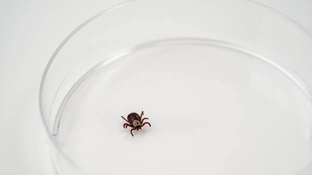 RMF Extra: Tego zapachu unikają jak ognia. Nowy sposób na kleszcze?  