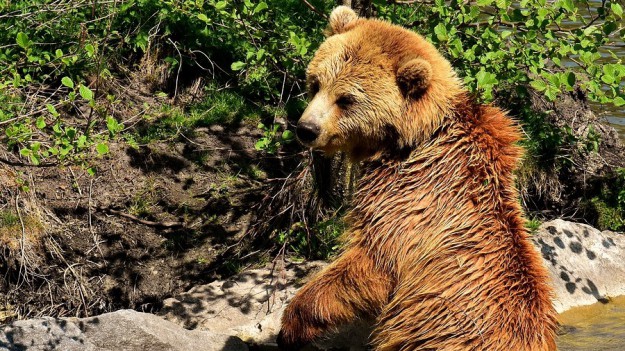 RMF Extra: Chciał zrobić sobie selfie z niedźwiedziem: Wpadł do wybiegu i kąpał się w basenie dla zwierząt