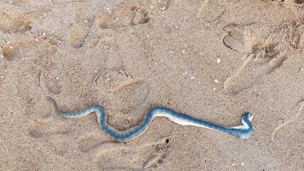 RMF Extra: Morze wyrzuciło na plażę wielkiego, jadowitego węża. "Jestem zaskoczona rozmiarem. Sama głowa jest ogromna" [FOTO]