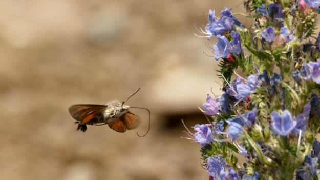 RMF Extra: One są już w Polsce. Nie panikuj, gdy je zobaczysz
