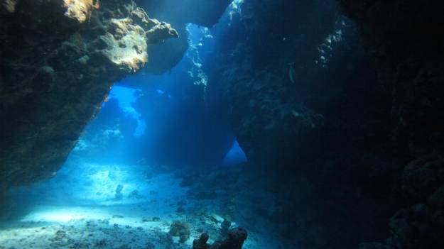 RMF Extra: Wyjątkowe odkrycie badaczy. Znaleźli  dziecko "rekina-widmo". Stworzenie wygląda nieziemsko