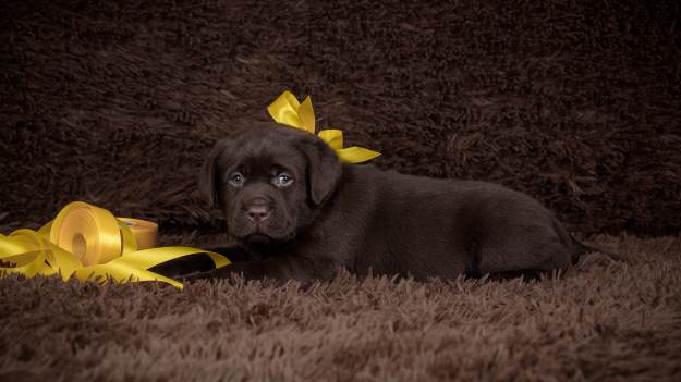 RMF Extra: Żółta wstążka u psa to nie ozdoba! Co oznacza? 