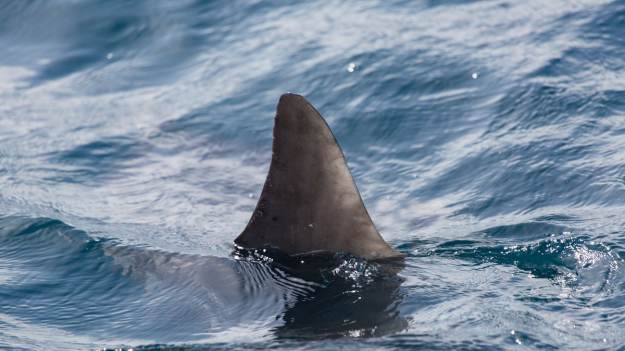 RMF Extra: Pies zaatakował rekina. Wyjątkowy moment nagrali turyści [WIDEO]
