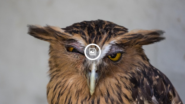 RMF Extra: The Comedy Wildlife Photography Awards 2021, czyli dużo zabawnych zdjęć dzikich zwierząt! Kto wygrał? [FOTO]