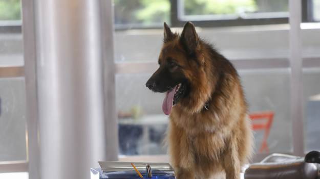 RMF Extra: "Komisarz Alex". Tego nikt się nie spodziewał. Kolejna postać zniknie?