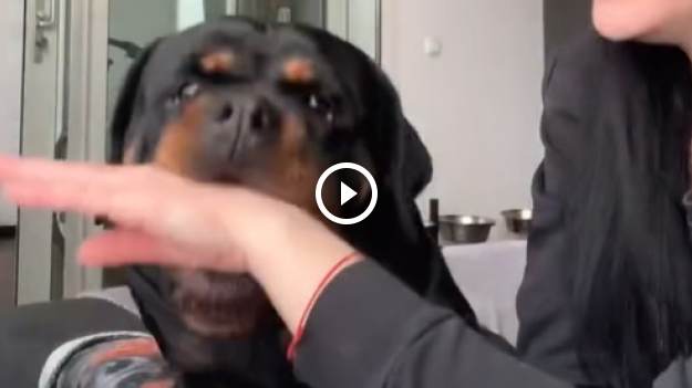 RMF Extra: Udawała przed psem, że ją ugryzł. Jego reakcja zaskakuje! [WIDEO]