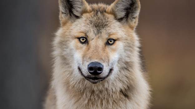 RMF Extra: Harce wilków w kamerze. Nagranie watahy wywołało dyskusję internautów: "Co robić, jak się w lesie trafi na takich?" [WIDEO]