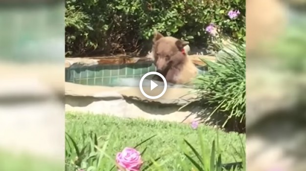 RMF Extra: Upał doskwiera nie tylko ludziom. Niedźwiedź wypił drinka, wykąpał się w basenie i zasnął