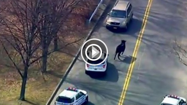 RMF Extra: Byk uciekał przed śmiercią! 