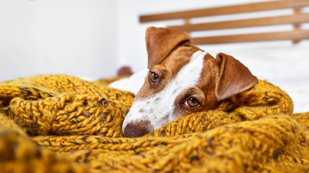 RMF Extra: Czy pies może spać w łóżku? Weterynarz rozwiewa wątpliwości