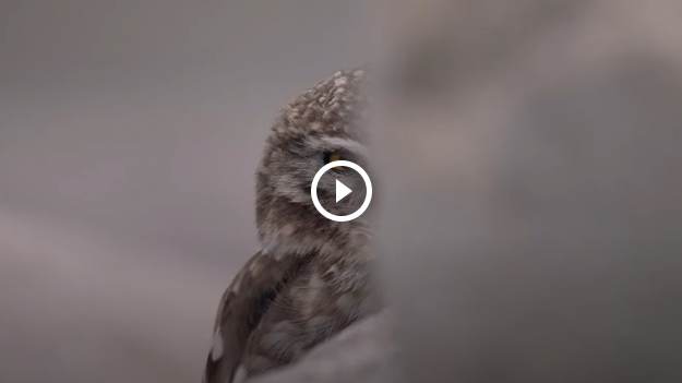 RMF Extra: Nick Cave wziął udział w wyjątkowym projekcie. "Duch śniegów" zachwyca i koi! "Wielkie piękno na dużym ekranie" [WIDEO]