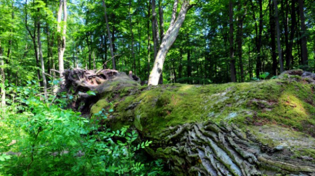 RMF Extra: Powalony dąb Bolesław popularniejszy niż "za życia" 