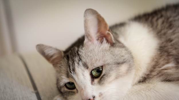 RMF Extra: Te 5 zachowań oznacza, że kot ma problemy ze stresem. Numer 2 łatwo przegapić!