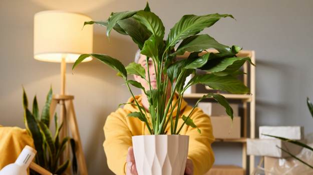 RMF Extra: Ostrzeżenie dla osób mających skrzydłokwiat w domu. Nie wszyscy o tym wiedzą