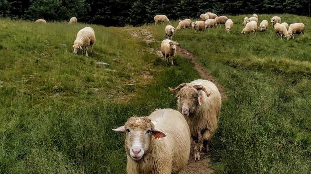 RMF Extra: Wraca program "Owca Plus". Łączna pula środków sięga 800 tys. zł