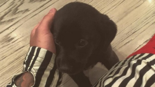 RMF Extra: Justin Bieber ma nowego pieska!