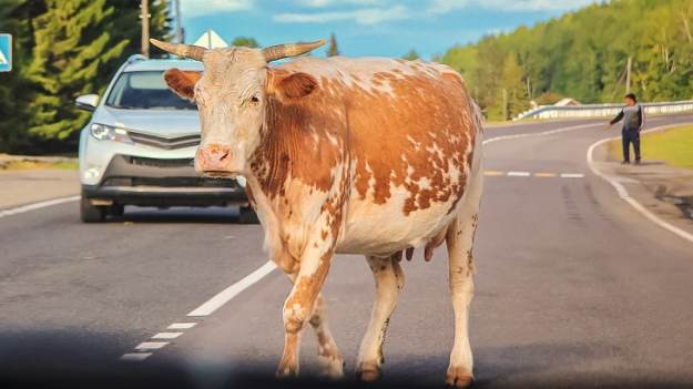 RMF Extra: Niezwykły pościg na autostradzie. Konno gonili pędzącą krowę [WIDEO]