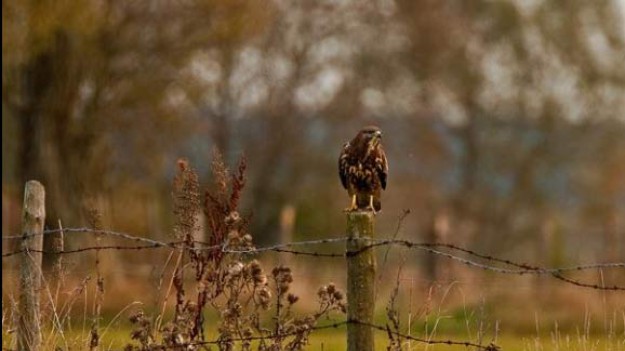 RMF Extra: Dziki Wschód Polski: Zobacz piękne zdjęcia przyrody Podlasia