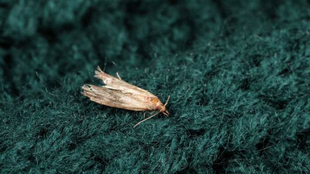 RMF Extra: Nie czekaj, aż twoje ubrania zniszczą mole. Wystarczy jedna rzecz, aby odstraszyć szkodniki 