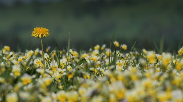 RMF Extra: Mniszek lekarski: Uciążliwy chwast czy lek medycyny naturalnej?!
