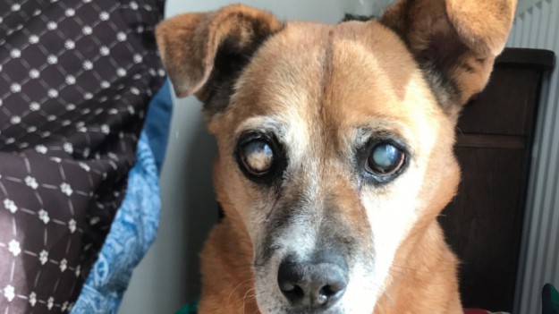 RMF Extra: Łączek został adoptowany. Teraz potrzebuje opieki medycznej! Pomóż, każda złotówka się liczy! 