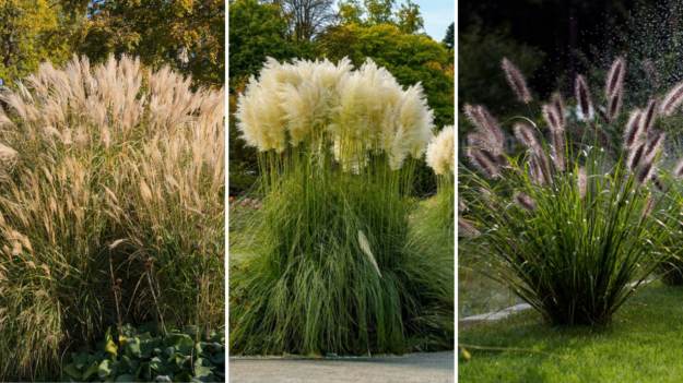 RMF Extra: Wszyscy sadzą kwiaty, a ja w tym roku stawiam na trawy. Efekt? Spektakularny!