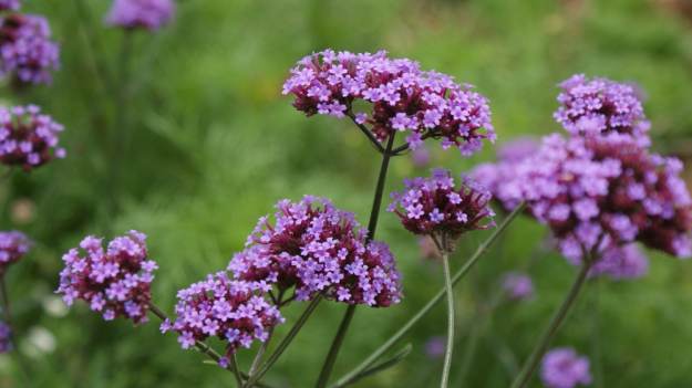 RMF Extra: Werbena - właściwości, zastosowanie i przeciwwskazania