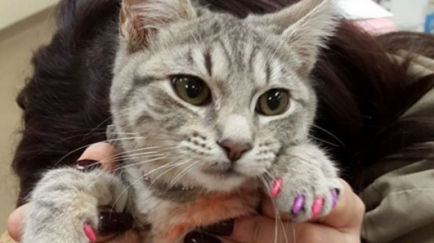 RMF Extra: Zwierzęcy pedicure! 