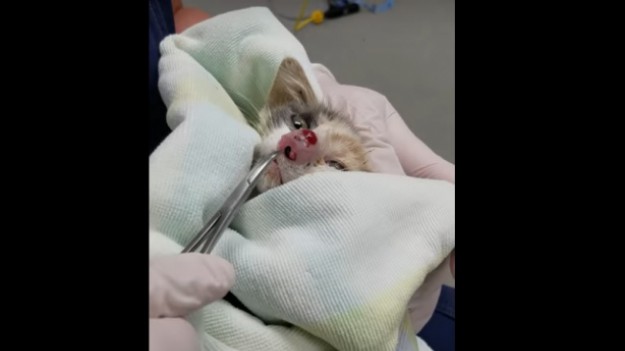 RMF Extra: Kotek bardzo cierpiał. Jego nos przybrał ogormne rozmiary! Zobaczcie co wyciągnęli ze środka!