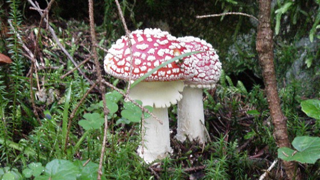 RMF Extra: Uwaga! Te grzyby mogą być śmiertelnie niebezpieczne