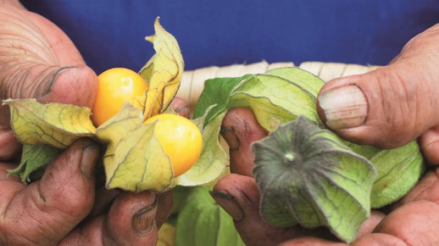 RMF Extra: Skarbnica witamin prosto z Andów – poznaj tajemnicę Złotych Owoców (miechunki peruwiańskiej)