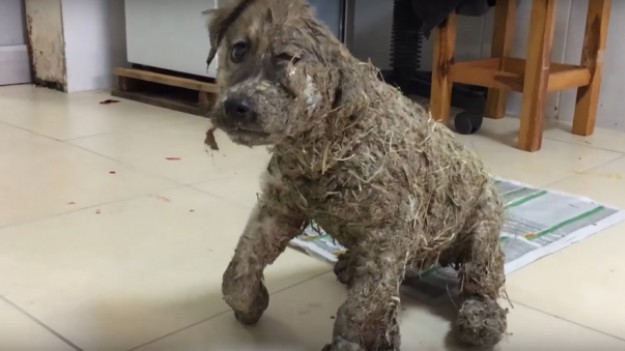 RMF Extra: DZIECI zrobiły to psu dla zabawy! Jego życie uratowali eksperci