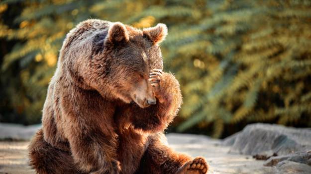 RMF Extra: Niedźwiedź włamał się do domu. Przy próbie ucieczki sprawy nieco się skomplikowały... [WIDEO]