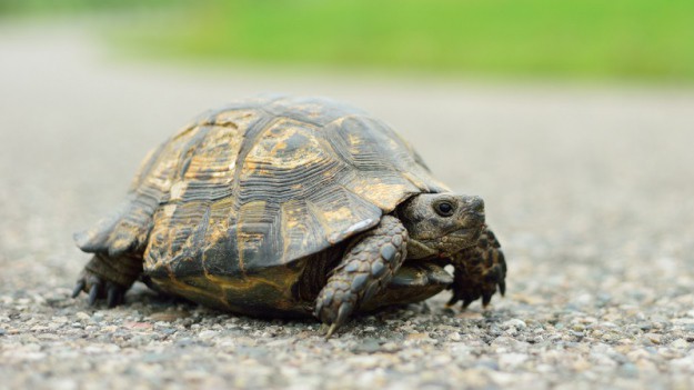 RMF Extra: Niecodzienny wypadek. Przelatujący żółw wbił się w szybę jadącego samochodu [WIDEO]
