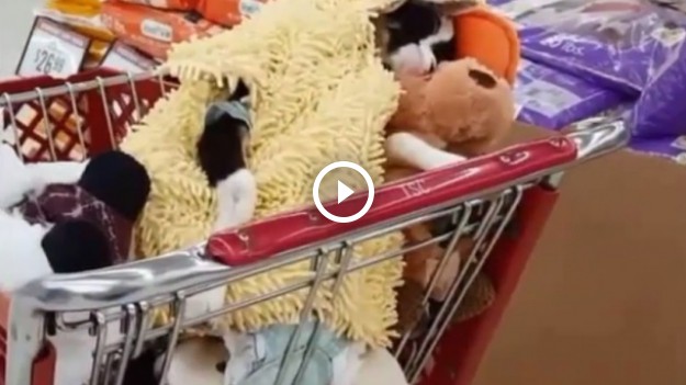 RMF Extra: Schorowana kózka cierpi na ataki paniki. Pomaga jej tylko ten kostium!